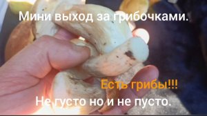 Мини выход за грибами 01.08.2026. (грибы есть)