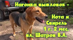 Нагонка выжловок - Нота и Свирель 1 г. 2 мес. вл. Шатров В.А. #охотасгончей #топ #hunting