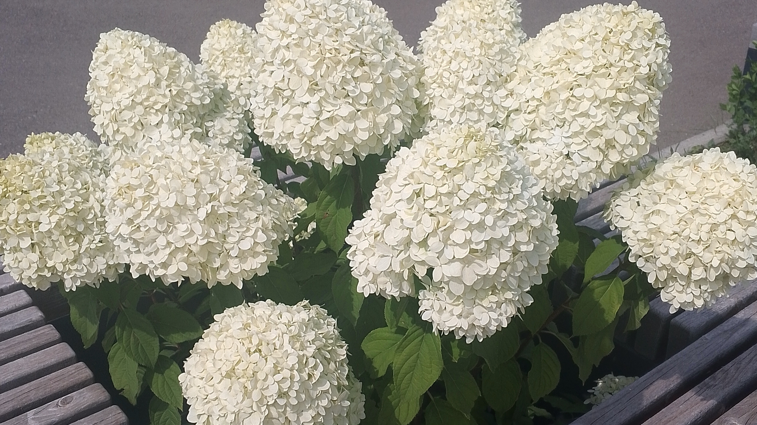 🌸Покупки с Маркетплейсов и Магнит косметик 🌸