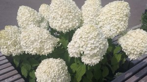 🌸Покупки с Маркетплейсов и Магнит косметик 🌸