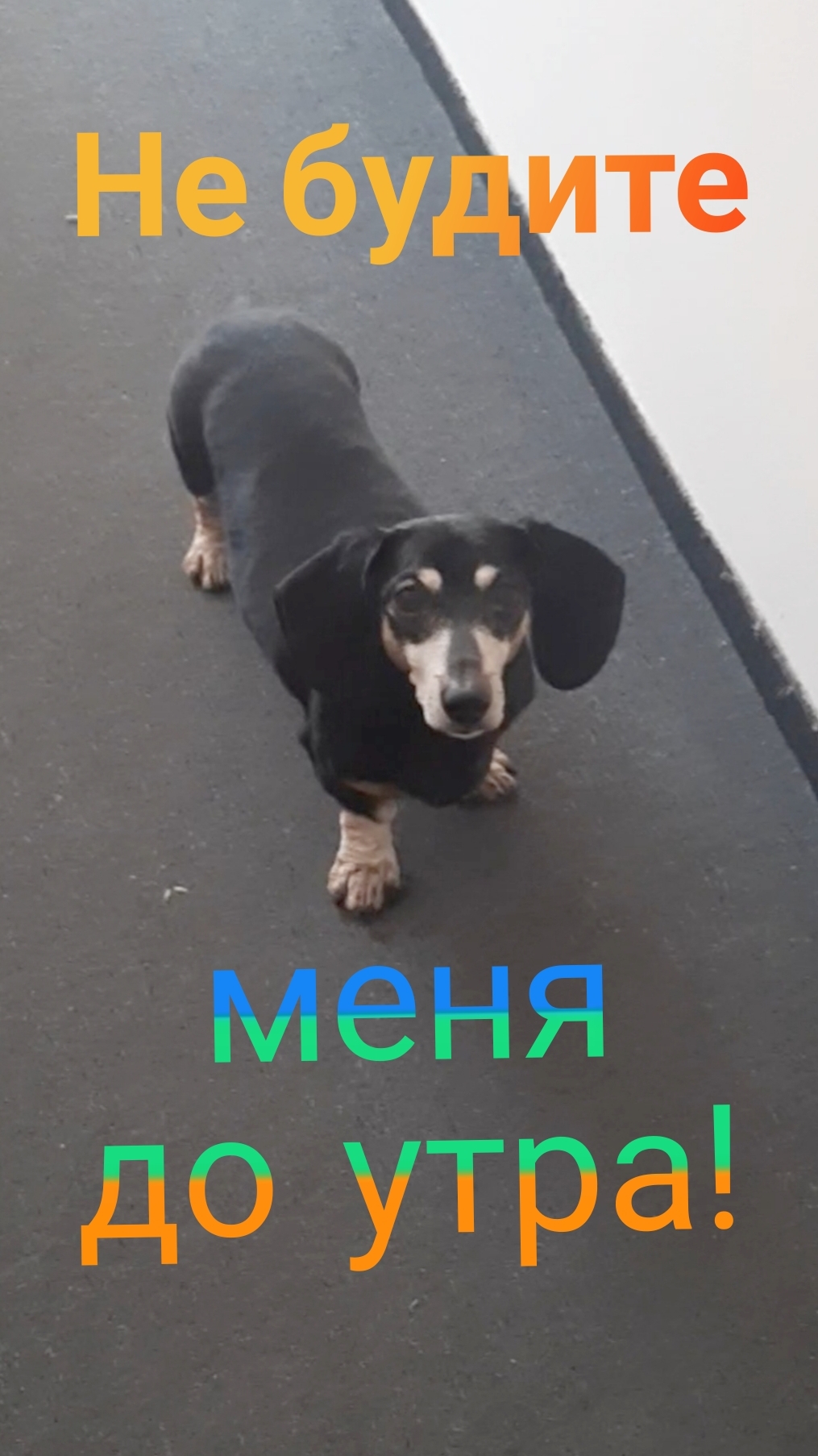 Собака такса! Не будите меня до утра!!!🐶