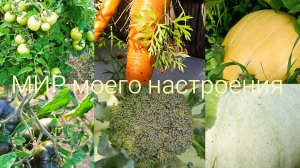 26.07.26 Дача Выборг.Огородные новости.