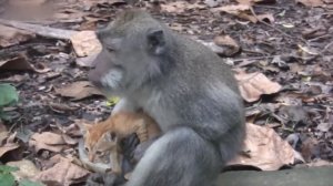 Кошки и приставучие обезьяны 😆