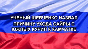 |Н. РФ| Ученый Шевченко назвал причину ухода сайры с Южных Курил к Камчатке