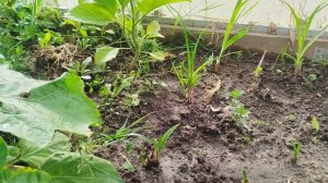 26.07.2026г.Всё цветёт 🌸 зреет.Курочки 🐔 гуляют.Заказала новый забор.Скоро займусь пересадкой клум