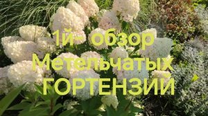 1-й обзор метельчатых гортензий