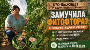 Замучила фитофтора? Вот эффективные средства защиты растений на вторую половину лета.