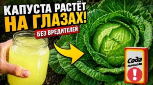 НИ ОДНОЙ ГУСЕНИЦЫ, НИ ОДНОЙ БОЛЕЗНИ! КАПУСТА ПОПРЁТ ПОСЛЕ ЭТОГО РАСТВОРА! РЕЗУЛЬТАТ ПОРАЗИТ!