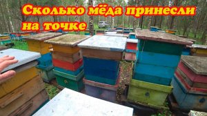 СКОЛЬКО МЁДА ПРИНЕСЛИ ПЧЁЛЫ НА ТОЧКЕ, НЕЗВАННЫЕ ГОСТИ