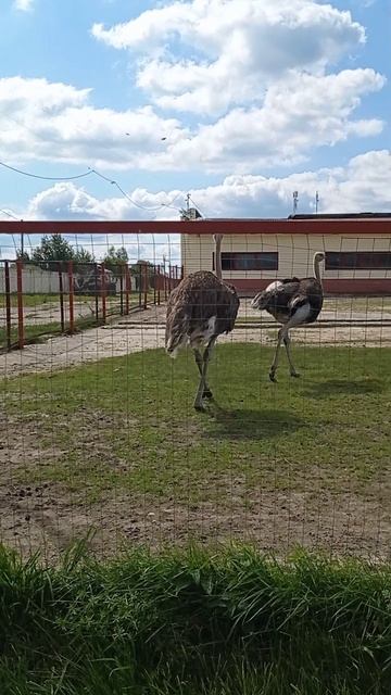 А эти как жирафы.