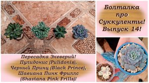 Болталка про Суккуленты! Выпуск 14! Пересадка Эхеверий!