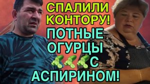ПОТНЫЕ ОГУРЦЫ С АСПИРИНОМ ОТ УРАЛКИ. ОЛЬГА УРАЛОЧКА LIVE. ОБЗОР.