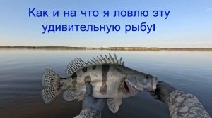 Как и на что я ловлю эту удивительную рыбу!