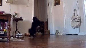 Видео от Tom and Сats / Кот на карте