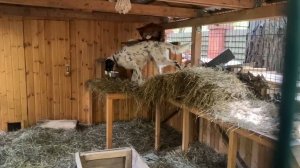 Лиса-Алиса. Полезное умение Честера лазить по верхам