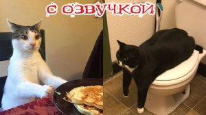 озвучиваю котов (очень смешно)