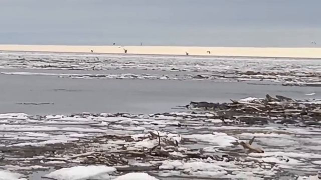 В Найбе заметили стаю «Белух». Ну всё, рыбы не видать как собственных ушей