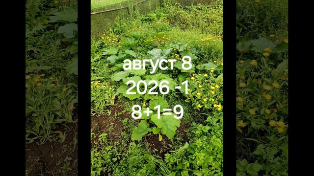 август 2026: вибрации #нумерология