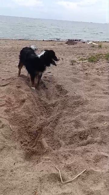 Когда забыл,  где спрятал косточку...