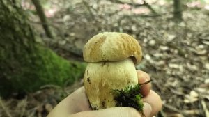 Поиск подосиновиков  и белых грибов
