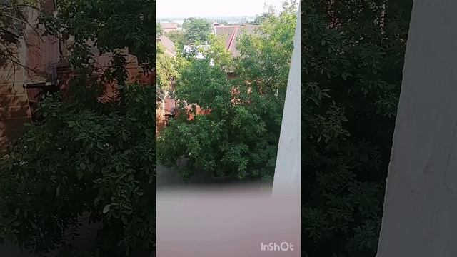 Пение птиц в городских условиях.пение пеночки