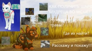 |Как получить шарф мудреца во WC:UE?|Warrior Cats:Ultimate Edition|Туманная Заря|