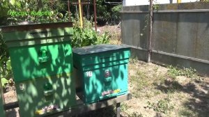 Пчеловодство медосбор завершился качаю мёд