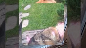 1000066078.mp4 (Собака слушает о устройстве анемостата вентиляции, планки на 2 эт. в доме А-фрейм)