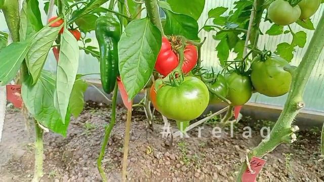 сохраняем и преумножаем 🍅🥒томаты и огурцы  во второй половине лета.