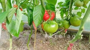 сохраняем и преумножаем 🍅🥒томаты и огурцы  во второй половине лета.