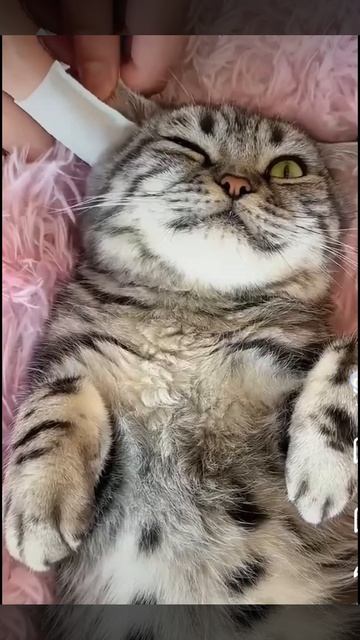 Асмр с милой кошкой💖✨
*★КисяМята★