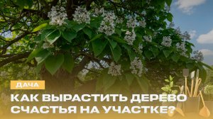 Катальпа в вашем саду! Секреты посадки и ухода | Лучшая мульча против сорняков | Дача