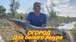 Как привлечь амура на точку. Огород для белого аиура . рыбалка