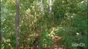 Влог 17 июля 2026 Сорочий Лог Алтайский край 2 часть