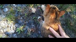 ПОГОДА -ТО  ЗАЛИВАЕТ💦, ТО ЖАРИТ🌅  УРОЖАЙ РАДУЕТ🍅