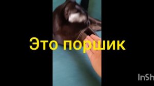 кот друга