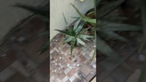 Женя приехал Геленджик