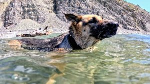Собаки отдыхают на море, качаются на волнах и едят яблоки, водоплавающая собака
