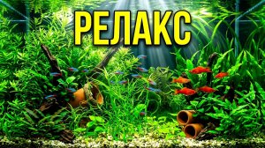 Релакс аквариум от подписчика! Аквариумы с рыбками и растениями!