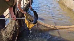 Зарыбление осетром нижнего водоёма 250 кг. Клёвое место, Лосиный остров.