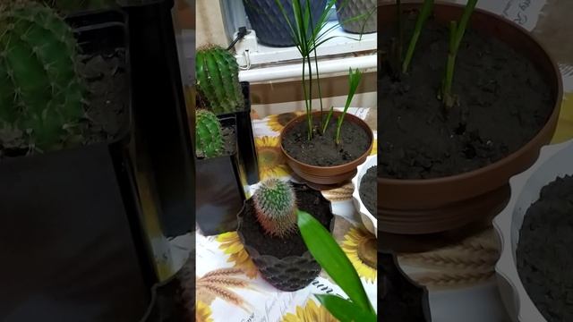 Пересадила растения🌱 циперус, Эхинопсис, маммиллярия, сансевьерия