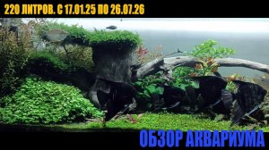 Обзор аквариума 220л с 17.01.25 по 26.07.26