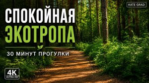 Прогулка по роще 4K Звуки природы Лес