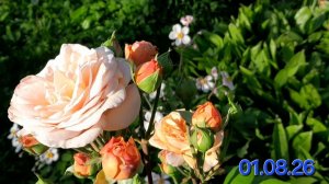ЦВЕТОЧКИ В МОЁМ САДОЧКЕ 🌻1 августа 2026