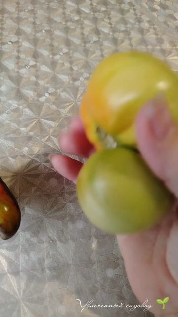Что растёт от махрового цветка томата?