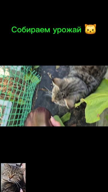 Собираем урожай 🐱