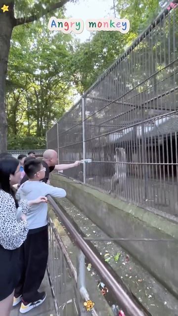Очень забавно, когда обезьянка злится. #смешныевидео #обезьянка #животные #usa_tiktok #funnymonkey