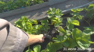 7 соток. Черника. Малинник и трава. Хроника 31 июля 2026 год