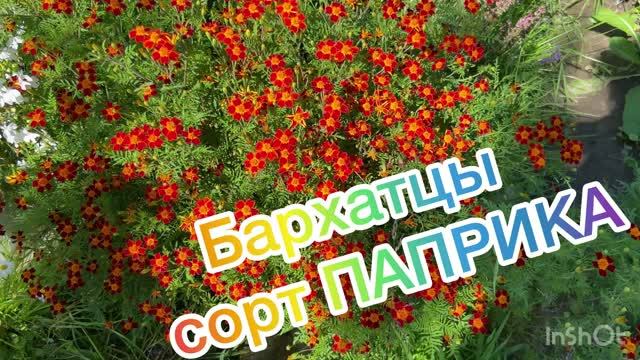 Бархатцы сорт Паприка. 01.08.2026