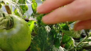 Сизый нос совсем не нос. Вести из теплицы . продолжение.
